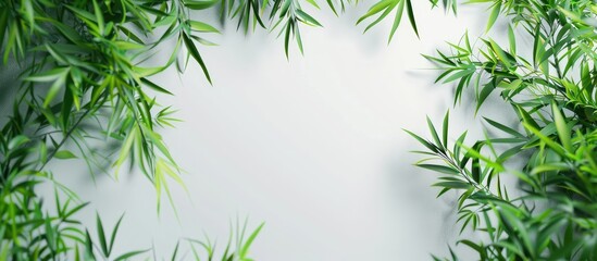 Fototapeta premium Aesthetic white backdrop adorned with bamboo like green grass creating a harmonious natural setting for a copy space image