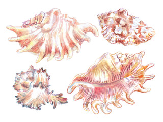 Shell set from underwater clam isolate in watercolor. Scorpion Spider Conch, Lambis Scorpius, sea shell of flat, wavy fan-shaped in two image angles. Murex Endivia in volumetric, ribbed, horned form