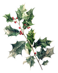 PNG A christmas llex aquitolaum sycamore blossom produce.