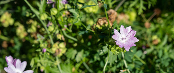 Fototapeta premium lila Blume im zwischen Pflanzen und Blätter, Blume Panoramabild