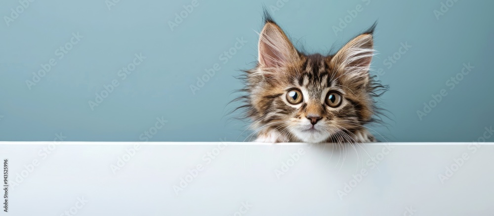 Poster a charming young maine coon kitten with tortoiseshell fur stands behind a white picture frame gazing