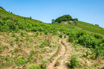 Fototapeta premium Solitary Tree in Mountainous Green Landscape