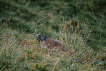 marmot in the italian mountains