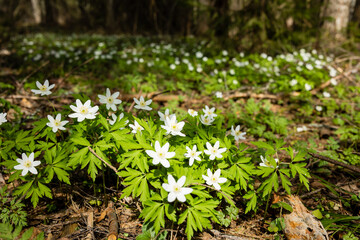 White anemone flowers in spring forest. Spring nature background. Beautiful nature landscape. Glade of anemone nemorosa.