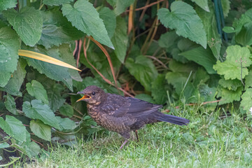 Amselästling ruft nach Futter