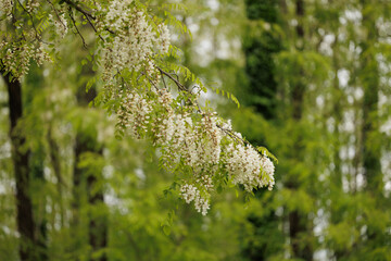 dettagli con vista in primo piano dei fiori bianchi di un albero di acacia, vicino ad un bosco...