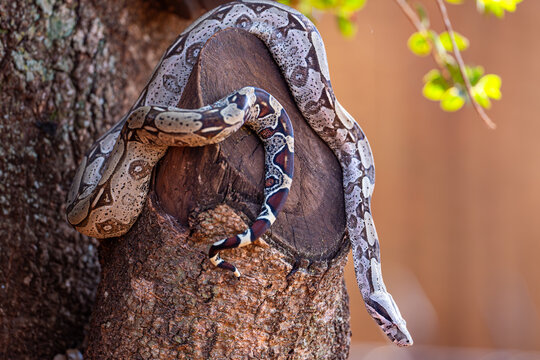 Boa constrictor (Boa constrictor), Jiboia-constritora, Serpente, Cobra