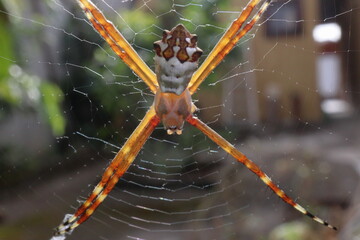 Argiope argentata, or Silver Argiope spider, on its web