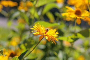 vista macro di una pianta dai grandi fiori gialli e arancioni, di giorno, durante l'estate