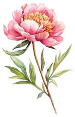 PNG Elegant watercolor pink peony illustration