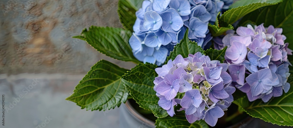 Aufkleber blue and lilac hydrangea flowers in a pot with space to add text or images. creative banner. copyspa