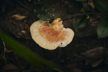 Artist's Brackets, Reishi, and Allies
Genus Ganoderma