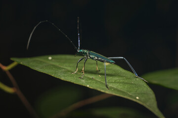 Genus Chloridolum a member of Round-necked Longhorn Beetles Subfamily Cerambycinae