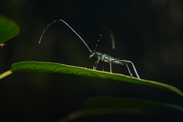 Genus Chloridolum a member of Round-necked Longhorn Beetles Subfamily Cerambycinae