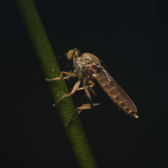 Tribe Ommatiini
a member of Robber Flies Family Asilidae