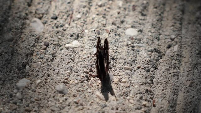 video con inquadratura macro, da dietro, in tempo reale di una bellissima farfalla color marrone e con alcune piccole sfumature bianche, ferma, al sole, sul cemento, di giorno, mentre muove le ali 