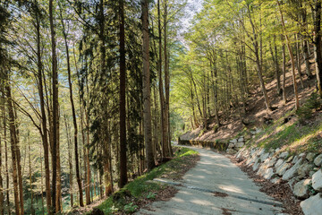 panoramica su una bella strada di montagna che attraversa un fitto bosco nel nord est Italia, di...