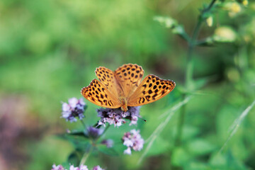 ritratto macro di una bellissima farfalla arancione vista da sopra, con tanti puntini scuri su tutto il corpo, mentre se ne sta su un fiore viola chiaro, su sfondo verde sfuocato, di giorno, in estate
