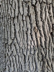 old bark macro