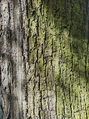 old bark macro