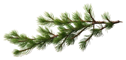 PNG Fresh pine branch on white