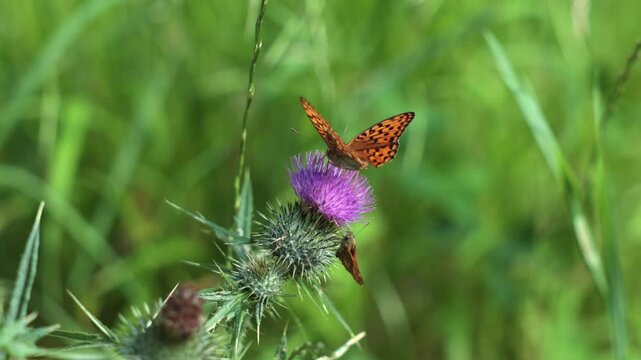 filmato con ripresa macro in tempo reale di una farfalla arancione su un fiore viola e rosa, in un ambiente naturale, su sfondo verde sfuocato
