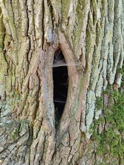 hollow in tree