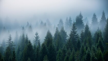 Fototapeta premium panoramic background of forest covered by fog