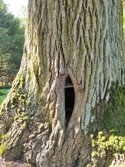 hollow in tree