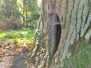 hollow in tree