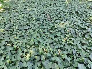 green ivy leaves