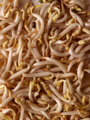 toge vegetable spicy healthy ingredient harvest organic farm seeding food leaf traditional plant hot