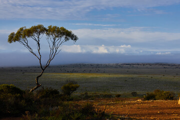 Obraz premium A solo tree stands near an empty grass plain