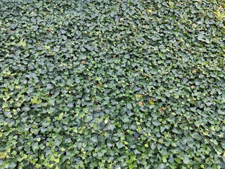 green ivy leaves
