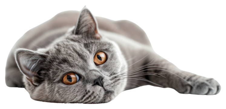 PNG Gray cat lying down relaxed