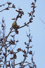 cinciallegra sul ramo di un albero, di sera