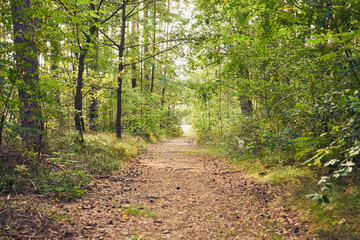 leśna droga  © Marcin Łazarczyk