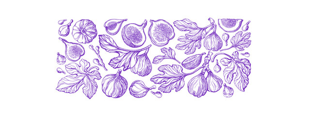 Fig tree. Hand drawn botanical sketch Farm harvest