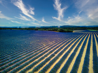 Valensole, Provence (France)