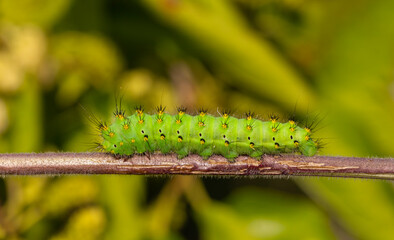 A wonderful green caterpillar with yellow and black dots
