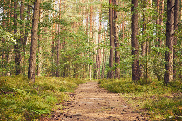 leśna ścieżka  © Marcin Łazarczyk