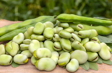 Broad bean or fava beans (Fave) on the close-up. From garden to table: springtime vegetables and legumes