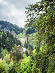 spruce tree twigs and overgrown mountain slope