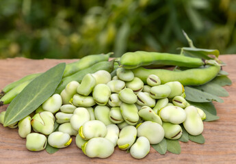 Broad beans or fava beans (Fave) in close-up. Broad bean plant in the background. From garden to table: spring vegetables and legumes