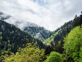 Obraz premium overgrown mountains near Sumela monastery, Turkey