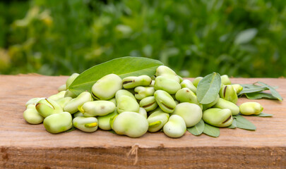 Broad beans or fava beans (Fave) in close-up. Broad bean plant in the background. From garden to table: spring vegetables and legumes