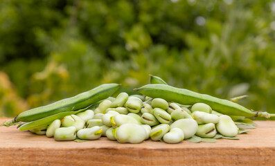 Broad beans or fava beans (Fave) in close-up. Broad bean plant in the background. From garden to table: spring vegetables and legumes