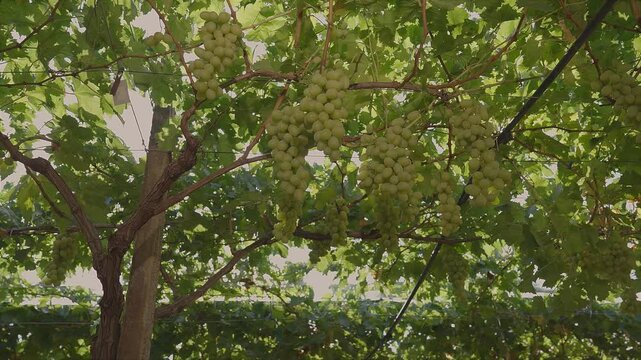White table grapes under an awning with sun rays penetrating with sound