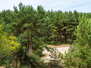 sand clearing in pine forest at Curonian Spit