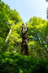 Fototapeta premium Towering Ancient Tree in a Dense Pyrenees Forest
